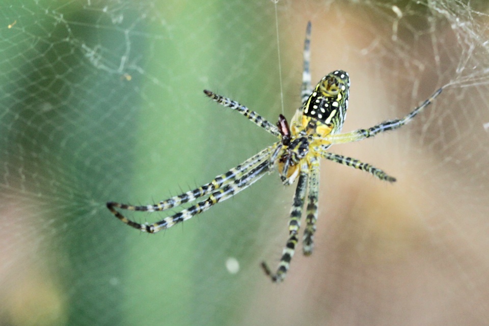 Tent Spider (Cyrtophora molucensis) (Cyrtophora molucensis)